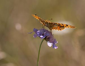 Issoria lathonia (Nymphalidae)  - Petit Nacré, Latonia, Lathone - Queen of Spain Fritillary Meuse [France] 30/08/2009 - 340m