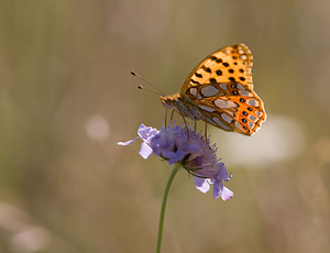 Issoria lathonia (Nymphalidae)  - Petit Nacré, Latonia, Lathone - Queen of Spain Fritillary Meuse [France] 30/08/2009 - 340m