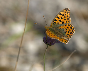 Issoria lathonia (Nymphalidae)  - Petit Nacré, Latonia, Lathone - Queen of Spain Fritillary Meuse [France] 30/08/2009 - 340m