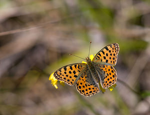 Issoria lathonia (Nymphalidae)  - Petit Nacré, Latonia, Lathone - Queen of Spain Fritillary Meuse [France] 30/08/2009 - 340m