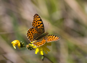 Issoria lathonia (Nymphalidae)  - Petit Nacré, Latonia, Lathone - Queen of Spain Fritillary Meuse [France] 30/08/2009 - 340m