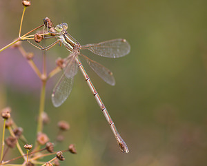 Lestes barbarus (Lestidae)  - Leste sauvage - Shy Emerald Damselfly Marne [France] 29/08/2009 - 150m