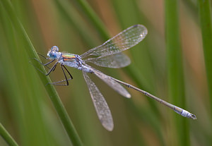 Lestes dryas (Lestidae)  - Leste des bois, Leste dryade - Scarce Emerald Damselfly Marne [France] 29/08/2009 - 160m