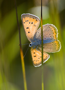 Lycaena dispar (Lycaenidae)  - Cuivré des marais Marne [France] 29/08/2009 - 150m