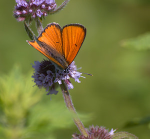 Lycaena dispar (Lycaenidae)  - Cuivré des marais Marne [France] 29/08/2009 - 160m