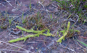 Lycopodiella inundata (Lycopodiaceae)  - Lycopode des tourbières, Lycopode inondé - Marsh Clubmoss Ath [Belgique] 22/08/2009 - 70m