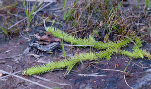 Lycopodiella inundata (Lycopodiaceae)  - Lycopode des tourbières, Lycopode inondé - Marsh Clubmoss Ath [Belgique] 22/08/2009 - 70m