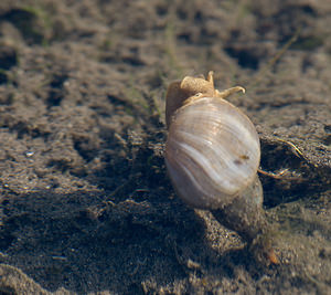Lymnaea stagnalis (Lymnaeidae)  - Grande limnée - Great Pond Snail Nord [France] 22/08/2009 - 20m