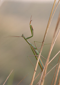 Mantis religiosa (Mantidae)  - Mante religieuse - Praying Mantis Meuse [France] 29/08/2009 - 340m