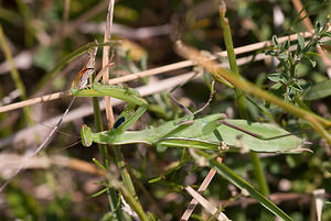 Mantis religiosa (Mantidae)  - Mante religieuse - Praying Mantis Meuse [France] 30/08/2009 - 340m