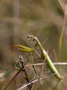 Mantis religiosa (Mantidae)  - Mante religieuse - Praying Mantis Meuse [France] 30/08/2009 - 340m