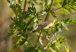 Mantis religiosa (Mantidae)  - Mante religieuse - Praying Mantis Meuse [France] 30/08/2009 - 340m