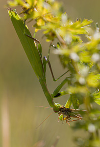 Mantis religiosa (Mantidae)  - Mante religieuse - Praying Mantis Meuse [France] 30/08/2009 - 340m
