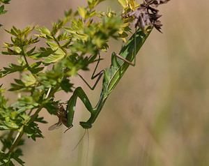 Mantis religiosa (Mantidae)  - Mante religieuse - Praying Mantis Meuse [France] 30/08/2009 - 340m