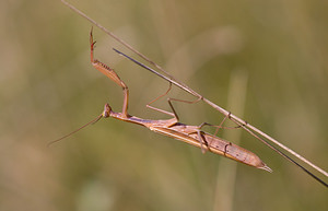 Mantis religiosa (Mantidae)  - Mante religieuse - Praying Mantis Meuse [France] 30/08/2009 - 340m