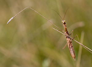 Mantis religiosa (Mantidae)  - Mante religieuse - Praying Mantis Meuse [France] 30/08/2009 - 340m