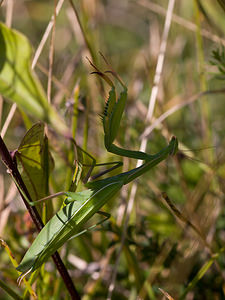 Mantis religiosa (Mantidae)  - Mante religieuse - Praying Mantis Meuse [France] 30/08/2009 - 340m