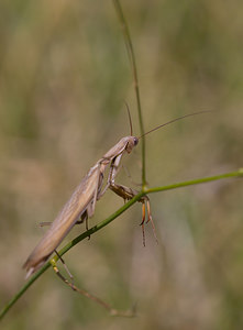 Mantis religiosa (Mantidae)  - Mante religieuse - Praying Mantis Meuse [France] 30/08/2009 - 340m