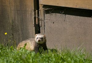 Mustela furo (Mustelidae)  - Furet, Putois domestique - Feral Ferret Pas-de-Calais [France] 15/08/2009 - 100mProbablement domestique ou ?chapp? d'une maison