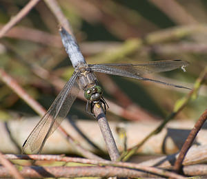 Orthetrum cancellatum (Libellulidae)  - Orthétrum réticulé - Black-tailed Skimmer Pas-de-Calais [France] 15/08/2009