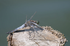 Orthetrum cancellatum (Libellulidae)  - Orthétrum réticulé - Black-tailed Skimmer Pas-de-Calais [France] 15/08/2009