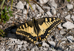 Papilio machaon (Papilionidae)  - Machaon, Grand Porte-Queue Meuse [France] 30/08/2009 - 340m