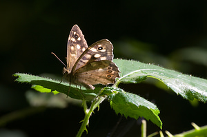 Pararge aegeria (Nymphalidae)  - Tircis, Argus des Bois, Égérie - Speckled Wood Nord [France] 22/08/2009 - 30m