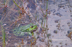 Pelophylax kl. esculentus (Ranidae)  - Grenouille verte, Grenouille commune - Edible Frog Ath [Belgique] 22/08/2009 - 70m