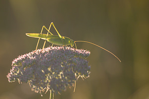 Phaneroptera falcata (Tettigoniidae)  - Phanéroptère commun - Sickle-bearing Bush-cricket Meuse [France] 29/08/2009 - 340m