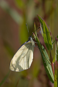 Pieris napi (Pieridae)  - Piéride du Navet, Papillon blanc veiné de vert - Green-veined White Marne [France] 29/08/2009 - 150m
