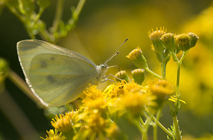 Pieris rapae (Pieridae)  - Piéride de la Rave, Petit Blanc du Chou, Petite Piéride du Chou - Small White Pas-de-Calais [France] 15/08/2009