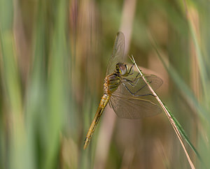 Sympetrum fonscolombii (Libellulidae)  - Sympétrum de Fonscolombe - Red-veined Darter Nord [France] 22/08/2009 - 20m