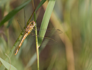 Sympetrum fonscolombii (Libellulidae)  - Sympétrum de Fonscolombe - Red-veined Darter Nord [France] 22/08/2009 - 20m