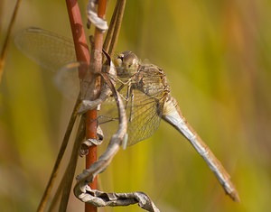 Sympetrum meridionale (Libellulidae)  - Sympétrum méridional - Southern Darter Marne [France] 29/08/2009 - 150m