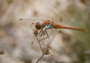 Sympetrum sanguineum (Libellulidae)  - Sympétrum sanguin, Sympétrum rouge sang - Ruddy Darter Marne [France] 29/08/2009 - 160m