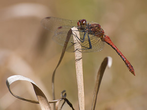 Sympetrum sanguineum (Libellulidae)  - Sympétrum sanguin, Sympétrum rouge sang - Ruddy Darter Marne [France] 29/08/2009 - 160m