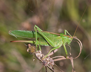 Tettigonia viridissima (Tettigoniidae)  - Grande Sauterelle verte, Sauterelle verte (des prés),  Tettigonie verte, Sauterelle à coutelas - Great Green Bush Cricket Meuse [France] 30/08/2009 - 340m