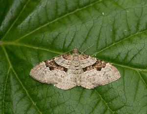 Xanthorhoe designata (Geometridae)  - Désignée - Flame Carpet Nord [France] 09/08/2009 - 40m