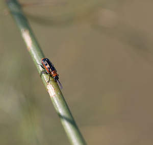 Crioceris asparagi (Chrysomelidae)  - Criocère de l'asperge , Criocère porte-croix de l'asperge - Asparagus Beetle Nord [France] 26/09/2009 - 10m