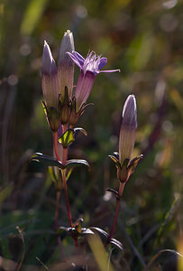 Gentianella germanica (Gentianaceae)  - Gentianelle d'Allemagne, Gentiane d'Allemagne - Chiltern Gentian Pas-de-Calais [France] 12/09/2009 - 120m