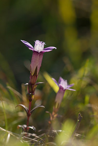 Gentianella x pamplinii (Gentianaceae)  - Gentianelle de PamplinGentianella amarella x Gentianella germanica. Pas-de-Calais [France] 12/09/2009 - 120m