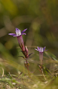 Gentianella x pamplinii (Gentianaceae)  - Gentianelle de PamplinGentianella amarella x Gentianella germanica. Pas-de-Calais [France] 12/09/2009 - 120m