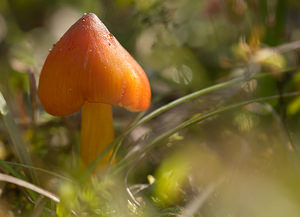 Hygrocybe conicoides (Hygrophoraceae)  - Dune Waxcap Nord [France] 26/09/2009