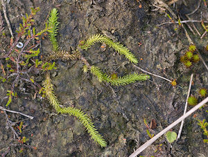 Lycopodiella inundata (Lycopodiaceae)  - Lycopode des tourbières, Lycopode inondé - Marsh Clubmoss Ath [Belgique] 19/09/2009 - 60m