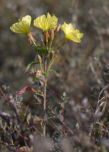 Oenothera biennis (Onagraceae)  - Onagre bisannuelle, Herbe-aux-ânes - Common Evening-primrose Nord [France] 26/09/2009