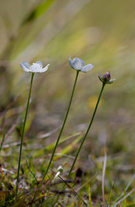 Parnassia palustris (Celastraceae)  - Parnassie des marais, Hépatique blanche - Grass-of-Parnassus Pas-de-Calais [France] 05/09/2009 - 70m