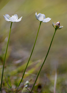 Parnassia palustris (Celastraceae)  - Parnassie des marais, Hépatique blanche - Grass-of-Parnassus Pas-de-Calais [France] 05/09/2009 - 70m