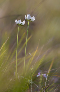 Parnassia palustris (Celastraceae)  - Parnassie des marais, Hépatique blanche - Grass-of-Parnassus Pas-de-Calais [France] 12/09/2009 - 110m