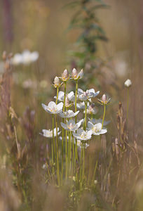 Parnassia palustris (Celastraceae)  - Parnassie des marais, Hépatique blanche - Grass-of-Parnassus Nord [France] 12/09/2009 - 10m