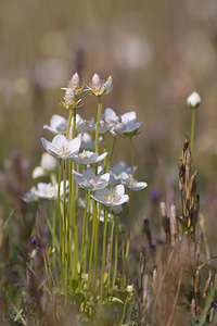 Parnassia palustris (Celastraceae)  - Parnassie des marais, Hépatique blanche - Grass-of-Parnassus Nord [France] 12/09/2009 - 10m